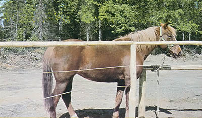 Build a New Fence With Old Powerline Cable Image
